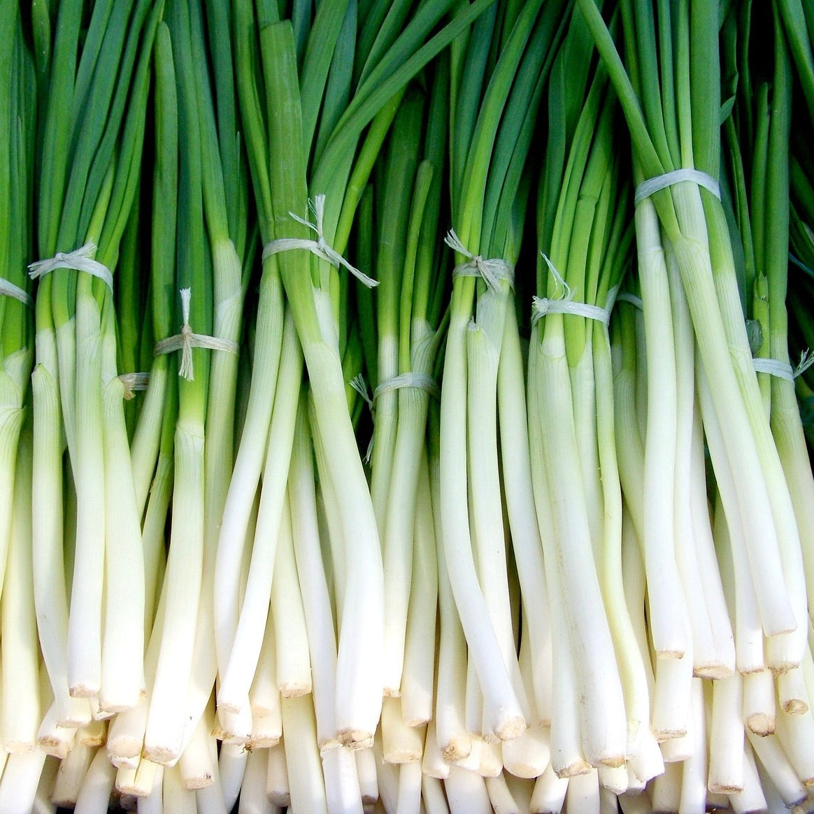 長ねぎ（１本）