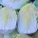 白菜（１株）